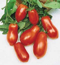 Roma Tomato Lycopersicon lycopersicum seed